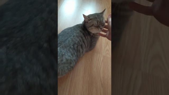 Первая течка у кошки. ЧТО ДЕЛАТЬ, КОГДА НАЧАЛАСЬ ПЕРВАЯ ТЕЧКА И КАК ПОМОЧЬ КОШКЕ. смотреть онлайн