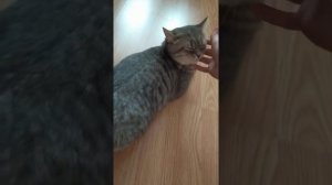 Первая течка у кошки. ЧТО ДЕЛАТЬ, КОГДА НАЧАЛАСЬ ПЕРВАЯ ТЕЧКА И КАК ПОМОЧЬ КОШКЕ.