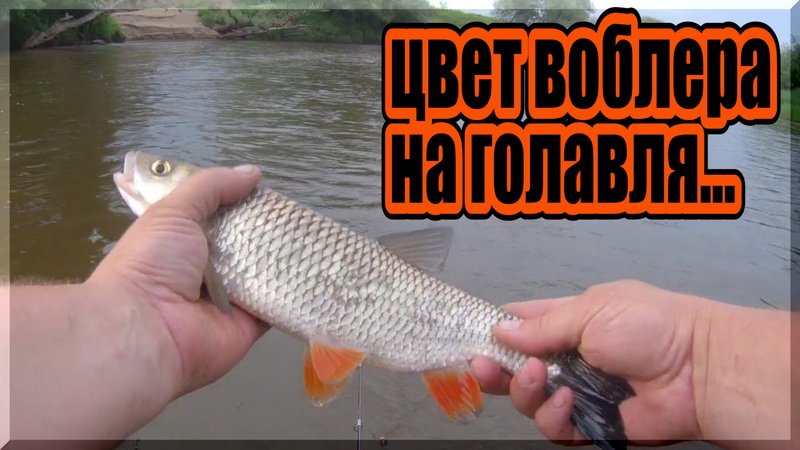 Влияет ли цвет воблера на клев голавля. Голавль на спиннинг. смотреть онлайн