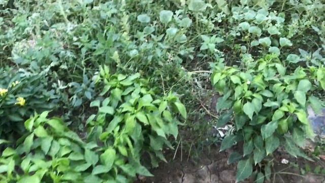 Вечная борьба с вредителями . Мраморный клоп уничтожает урожай. смотреть онлайн