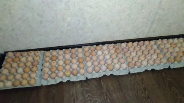 Наш вариант рецепта Краковская #колбаса , куриная #жизньвдеревне смотреть онлайн