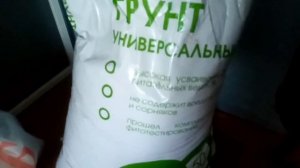 Рассада замерла в фазе семядольных листьев?  Узнай причину!