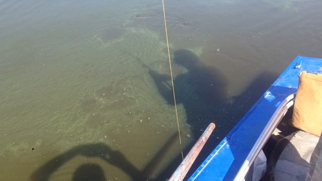 Сом смотреть онлайн