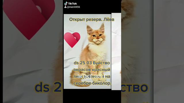 Котёнок мейн-кун Лёва. смотреть онлайн