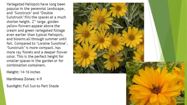New Perennials for 2020 смотреть онлайн