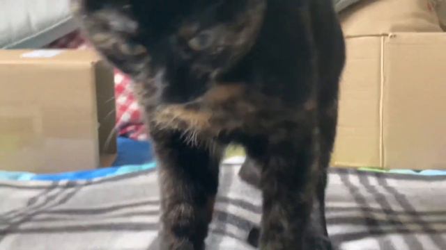 Игра с коробкой / Playing with a box смотреть онлайн