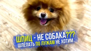 Шпиц - не собака. Что купили для собак. Зима не сдаётся. Гуляем с собаками на балконе