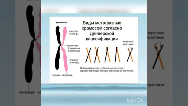 Хромосомы. Строение, типы, правила хромосом.