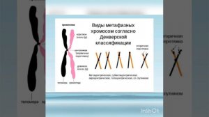 Хромосомы. Строение, типы, правила хромосом.