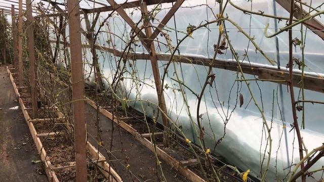 Ежевика Карака блек - зимняя обрезка в теплице смотреть онлайн