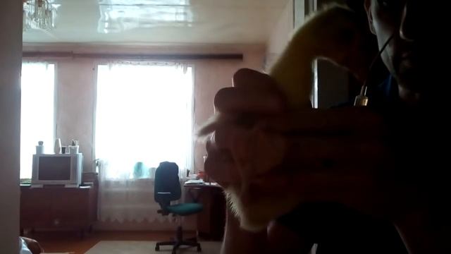 Пропоил гусят от сальмонеллёза.