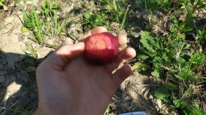 слива Топ Хит Плюс, Оутем гло, Руби кранч