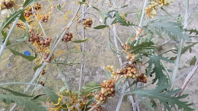 Что это ??? ??? НЕПОНЯТНОЕ на растении?????? Осенняя пересадка кустов Перовскии 29.10.22 год смотреть онлайн