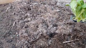 Бархатцы тонколистные от А до Я