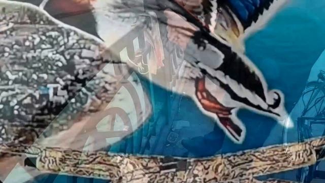 Интересная рыбалка окуня смариды на чёрном море в районе нижней имеретинской бухты на против ста смотреть онлайн