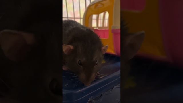 Татоша зевака #rat #крысы #animal смотреть онлайн