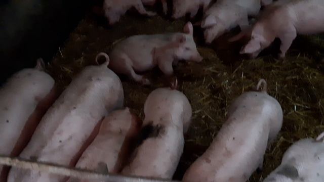 Свиноматка каштанка дюрок петрен //смена хозяина и места жительства//поросята оптимус мама кантор смотреть онлайн