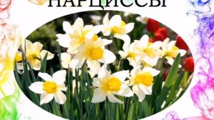 Презентация для детей 4 7 лет  Садовые цветы