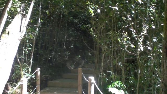 Путешествие в ЮАР. Национальный Парк Цицикама. смотреть онлайн