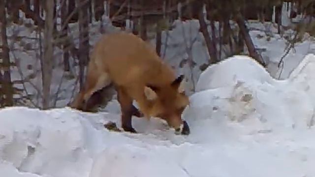 наглая рыжая морда смотреть онлайн