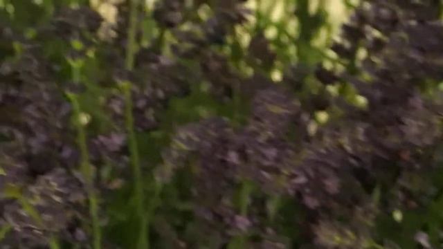 Lavandula angustifolia ´Hidcote´ смотреть онлайн