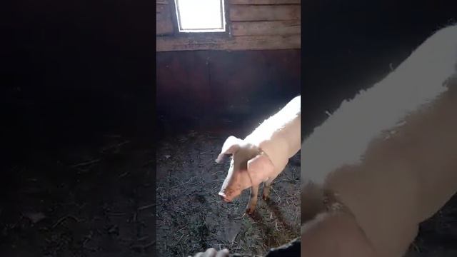сало убегает от человека 2! смотреть онлайн