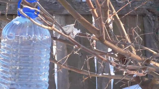 10.03.23 Песенка лазоревки смотреть онлайн