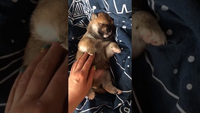 Сиба-ину Хоши смотреть онлайн