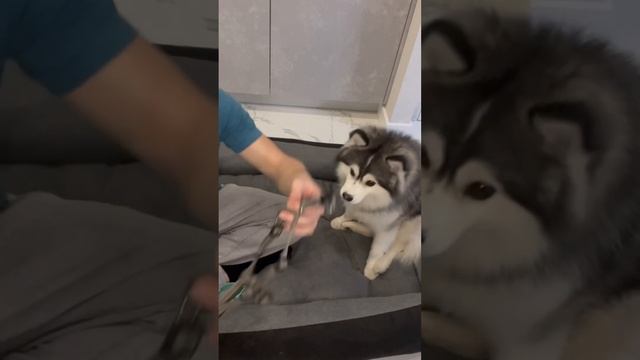 Помски: все вещи, которыми мы пользуемся! #shorts #top #рекомендации #pomsky #собака смотреть онлайн