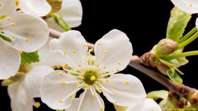 Самая красивая мелодия в мире! Эту музыку можно слушать вечно!Отличная музыка Сергею Чекалину смотреть онлайн