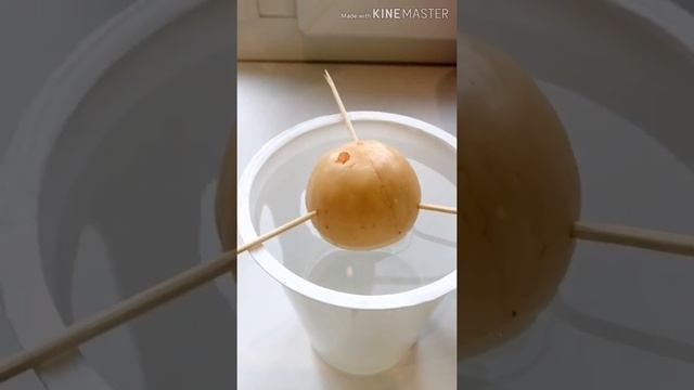 Как проростить косточку авокадо. ? смотреть онлайн