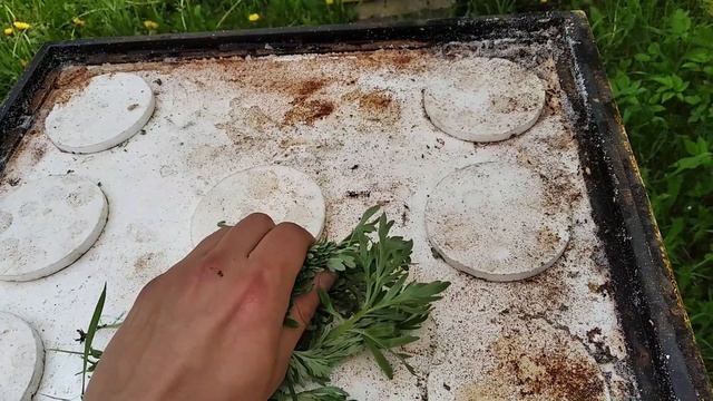 Муравьи на пасеке. Сравниваем способы как избавиться от муравьев смотреть онлайн