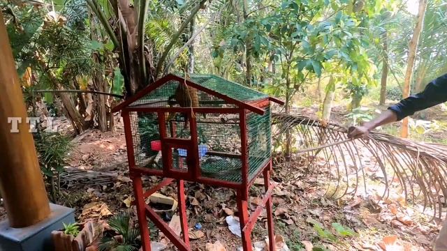 കിളിക്കൂട്ടിൽ കുടുങ്ങിയ മൂർഖനെ പിടികൂടിയപ്പോൾ...   #TTL By #IsmayilMunderi