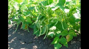 Посадка и уход за фасолью в открытом грунте