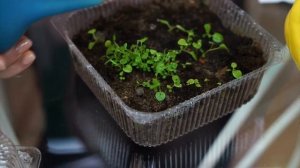 Упала рассада? Что делать? ? Причины полегания рассады и меры профилактики ? Мастер-класс