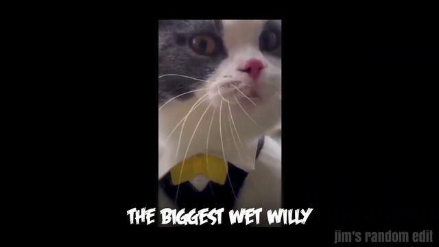 Big Billy X Post Malone ( Rockstar Cat Remix)