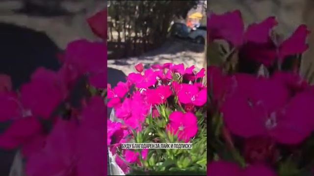 Бабочка мутант! Это все Чернобыль смотреть онлайн