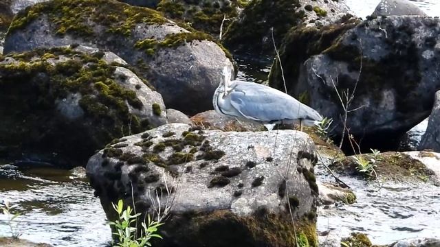 Gråhäger, Ardea cinerea смотреть онлайн