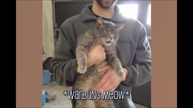 Уникальная тик-ток подборка на рутубе. Смешные животные. Подборка приколов. Плакал от смеха смотреть онлайн