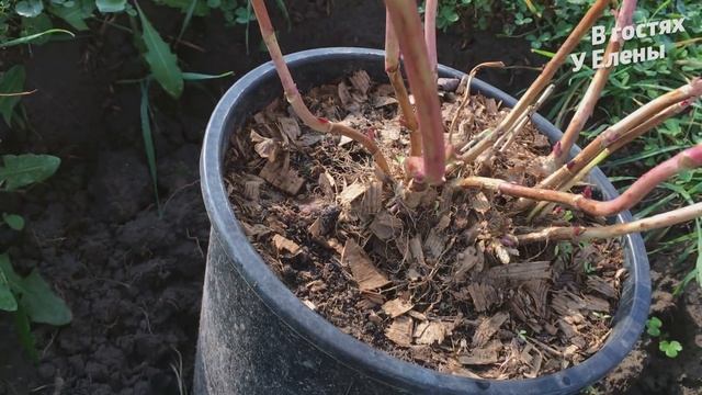 ЛУЧШИЙ СПОСОБ УКРЫТИЕ КРУПНОЛИСТНОЙ ГОРТЕНЗИИ. ГОРТЕНЗИЯ В ГОРШКЕ ЗИМОВКА. смотреть онлайн