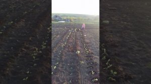 Ферментация или выдержка, ориентальных сортов табака