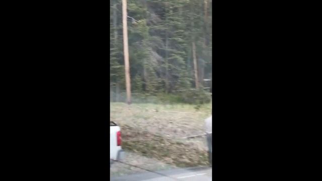 Grizzly Bear Vs Park Ranger * Very Dangerous Day * Brown Bear Video * Grizzly Bear Video смотреть онлайн