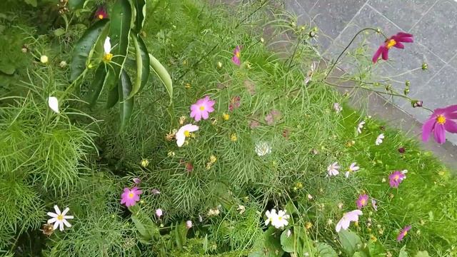 дворовые ромашки смотреть онлайн