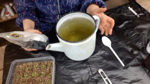 всходы петунии остановились в росте