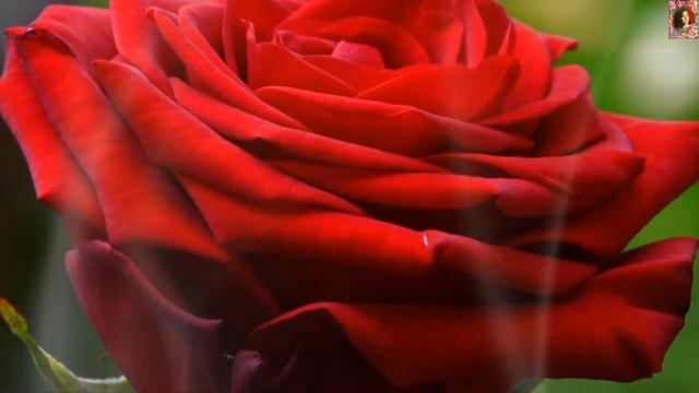 Все эти розы для Тебя! смотреть онлайн
