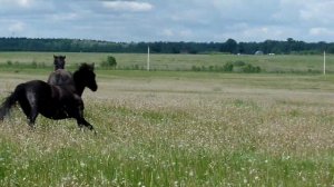 Лошади в поле