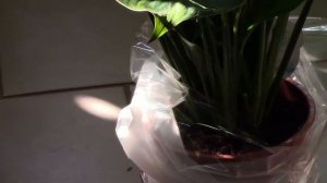 Спатифиллум. Женское счастье в подарок!