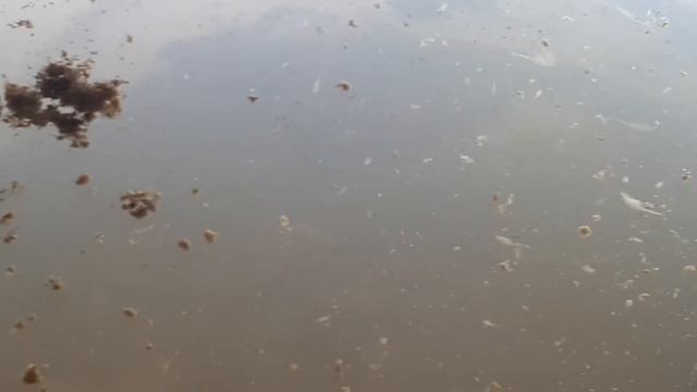 Артемия разводим дома смотреть онлайн