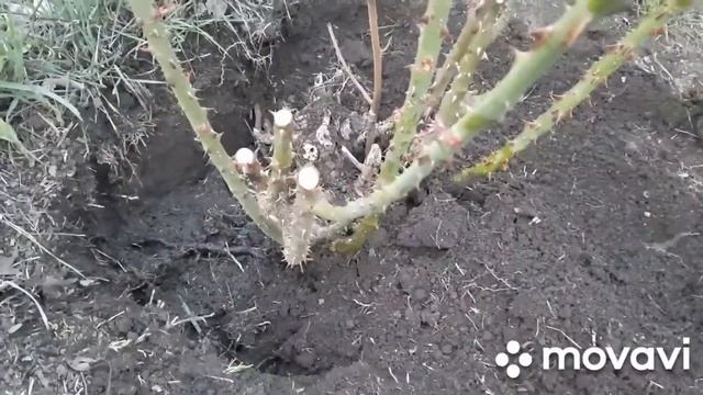 ЯК ПЕРЕСАДИТИ СТАРІ?ТРОЯНДИ. УКРАЇНСЬКЕ СЕЛО. смотреть онлайн