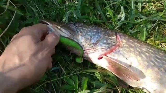 Зубастая красавица щука смотреть онлайн